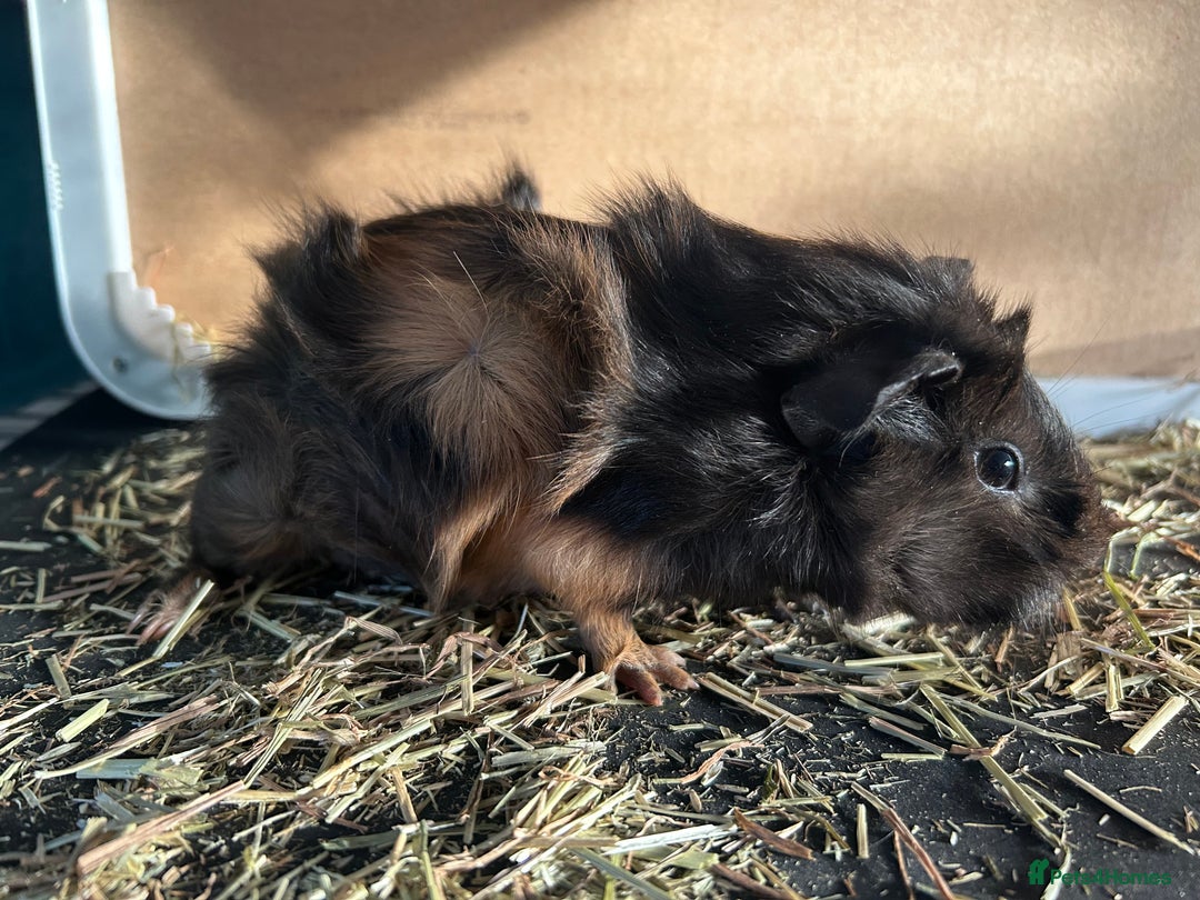 Guinea Pig rodents for sale: Guineapigs  - Advert 7