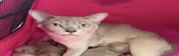 Burmese cats for sale: GCCF registered - Home Raised Burmese Kittens - Advert 3