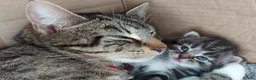 Mixed Breed cats for sale: Beautiful Tame Friendly Kittens for sale - Advert 14