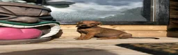 Mixed Breed dogs for sale: 🐾 STUNNING DOBERMAN × LURCHER PUPPIES 🐾 - Advert 2