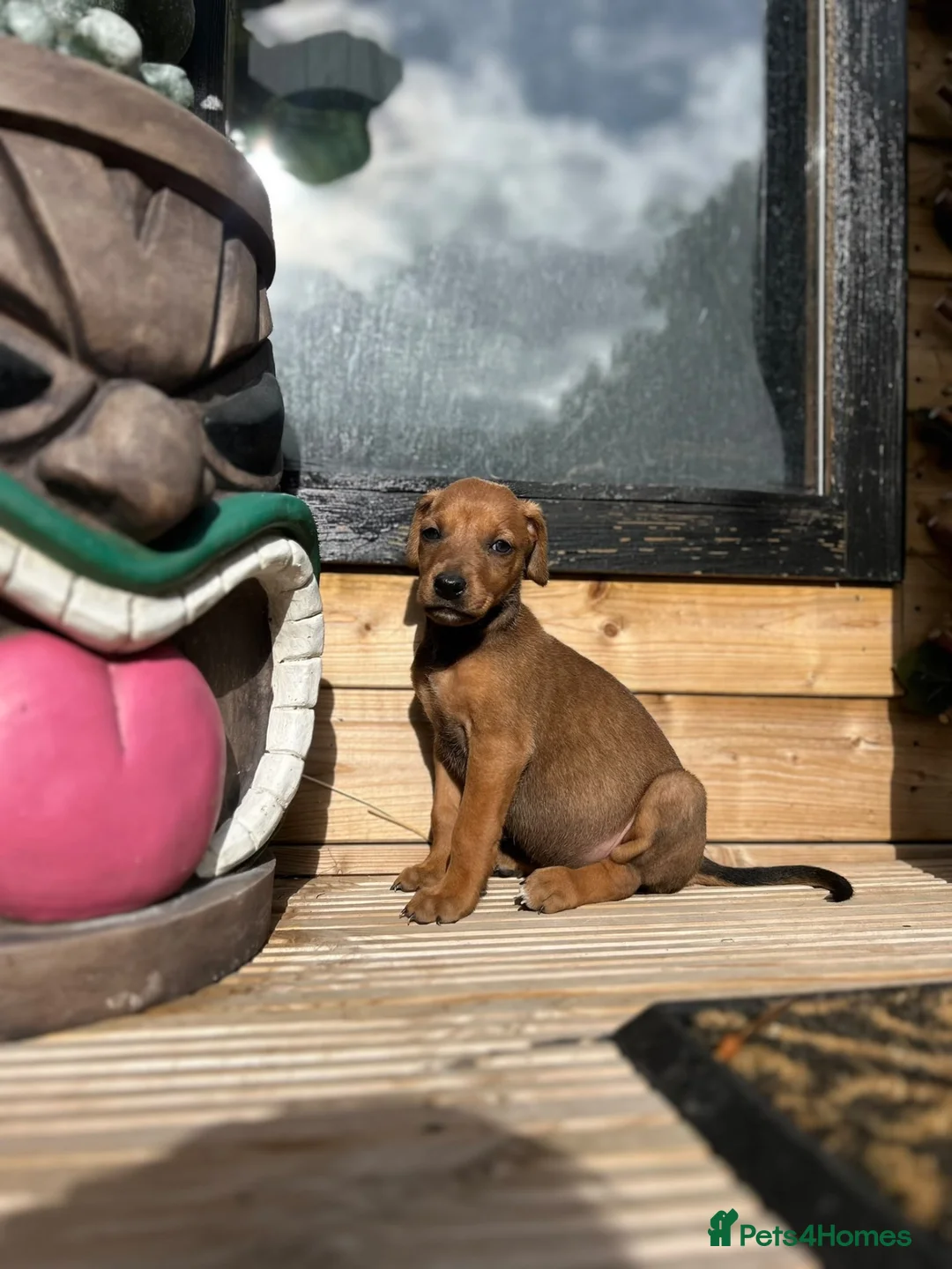 Mixed Breed dogs for sale: 🐾 STUNNING DOBERMAN × LURCHER PUPPIES 🐾 - Advert 2