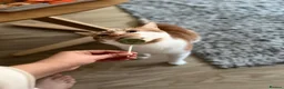 Domestic Shorthair cats for sale:     Friendly 2-Year-Old Male Cat for Adoption - Advert 9