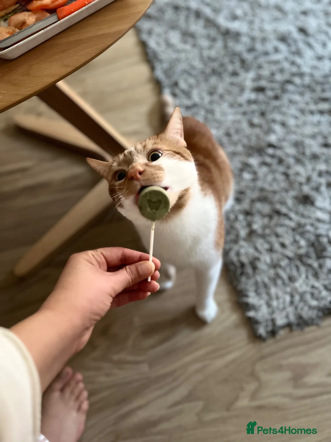 Domestic Shorthair cats for sale:     Friendly 2-Year-Old Male Cat for Adoption - Advert 9