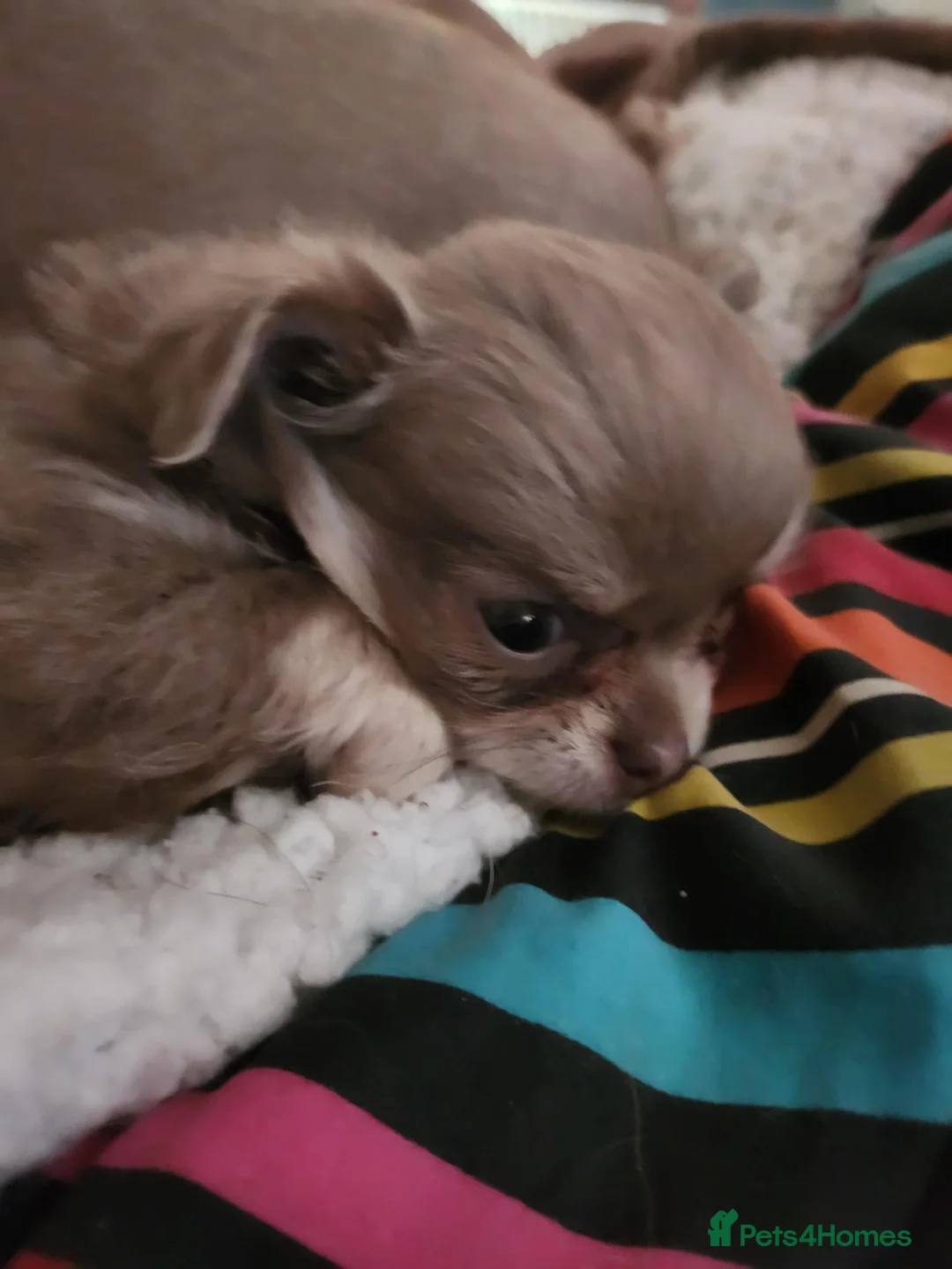 Chihuahua dogs for sale: 2 stunning lilac chihuahuas  - Advert 2