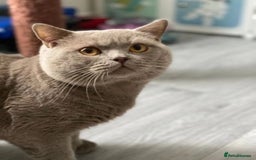 British Shorthair cats for stud: GCCF Active Lilac British ShortHair Stud in Glasgow - Image 1