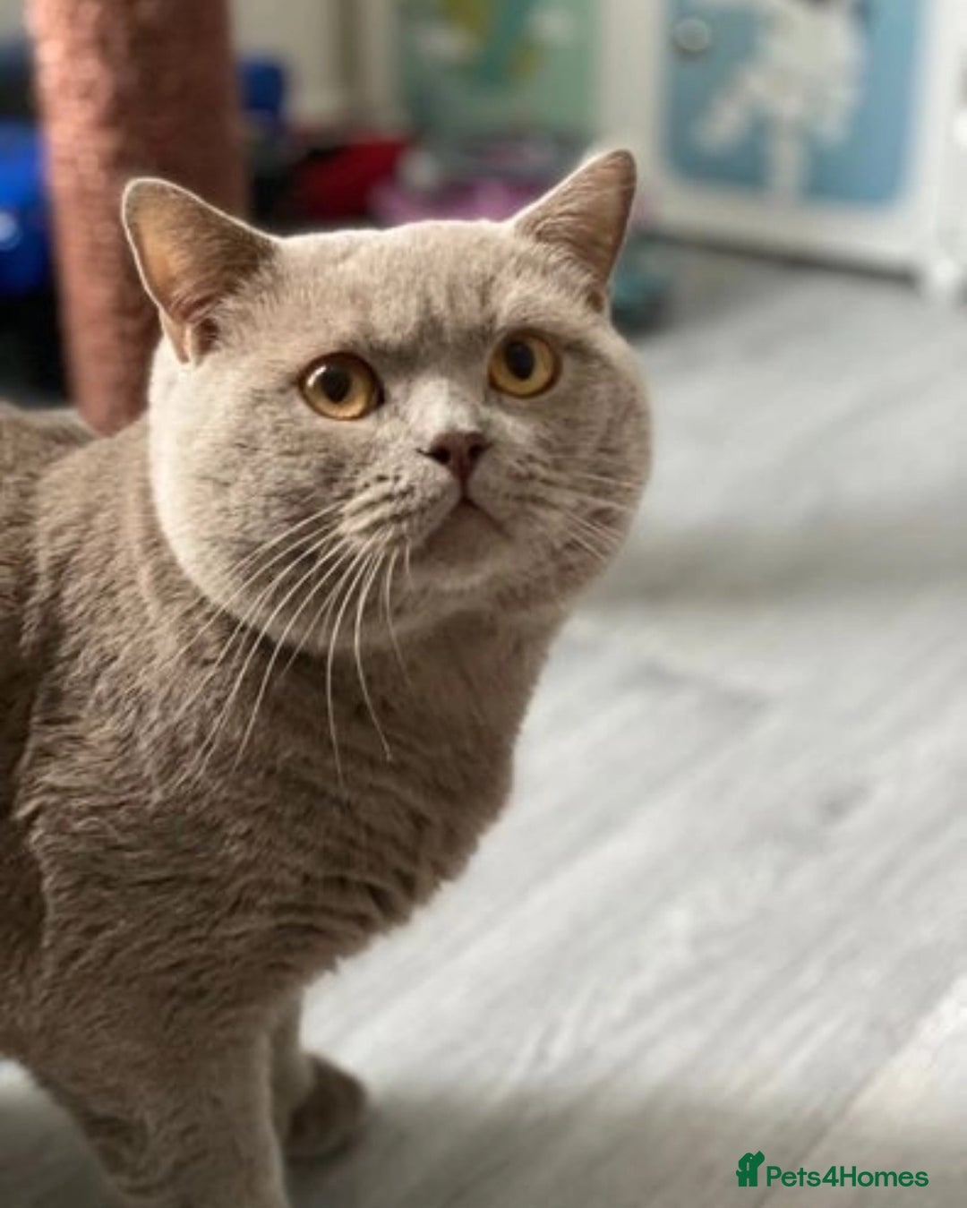 British Shorthair cats for stud: GCCF Active Lilac British ShortHair Stud in Glasgow - Image 1