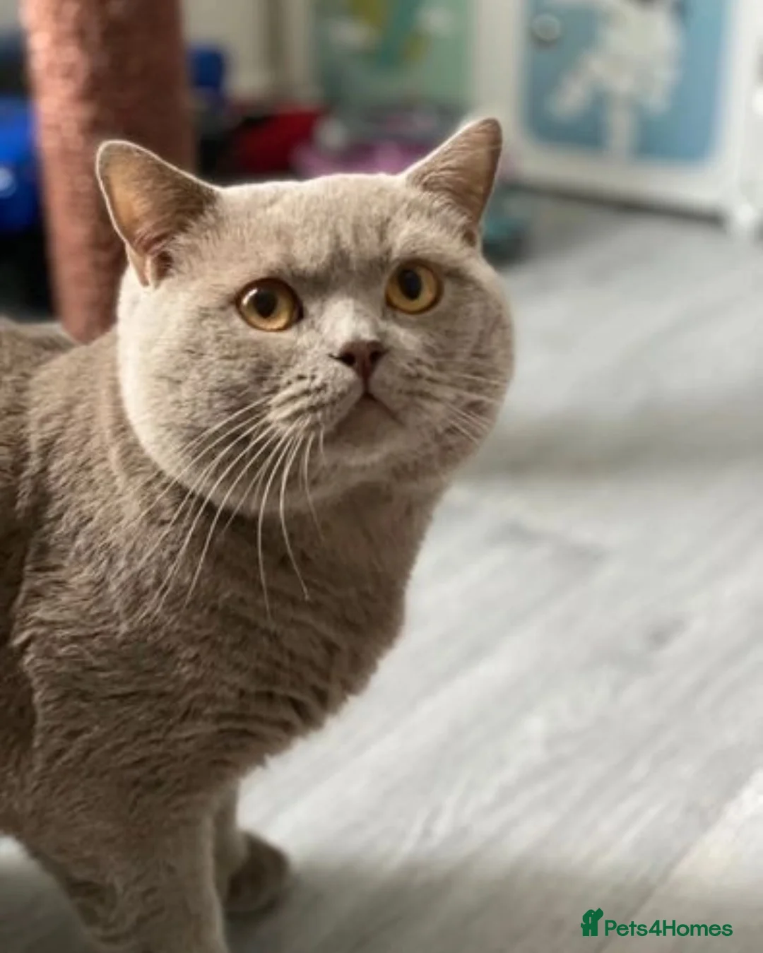 British Shorthair cats for stud: GCCF Active Lilac British ShortHair Stud in Glasgow - Advert 1
