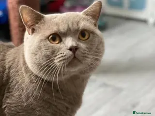 British Shorthair cats GCCF Active Lilac British ShortHair Stud in Glasgow - Advert 13