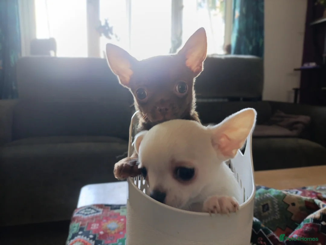 Chihuahua dogs for sale: please read description - Advert 3