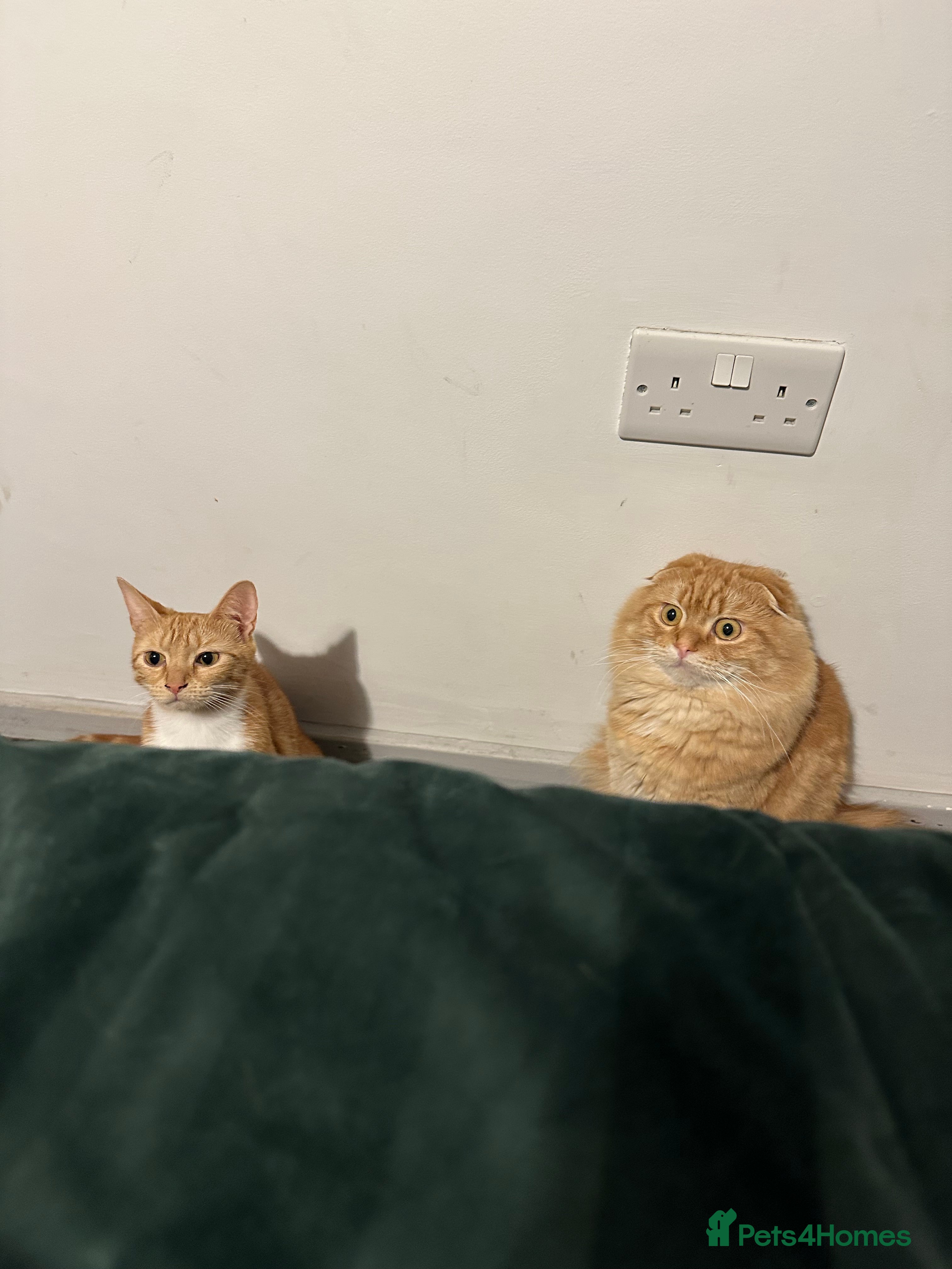 Scottish Fold cats Ginger Scottish fold/straights - Advert 5