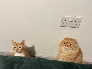 Scottish Fold cats Ginger Scottish fold/straights - Advert 7