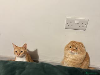 Scottish Fold cats Ginger Scottish fold/straights - Advert 7