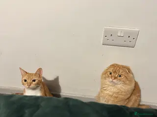 Scottish Fold cats Ginger Scottish fold/straights - Advert 7