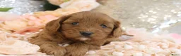 Cavapoo dogs for sale: *HEALTH TESTED* Cavapoo Puppies - Advert 23