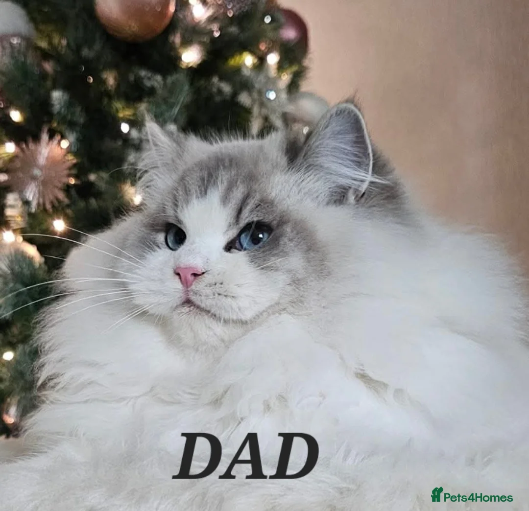 Ragdoll cats for sale: 5 Star licence held, Stunning GCCF reg kittens  - Advert 2