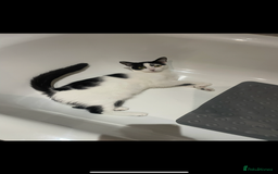 Mixed Breed cats for sale: Dotty, re-homing my indoor cat. £0  - Image 3