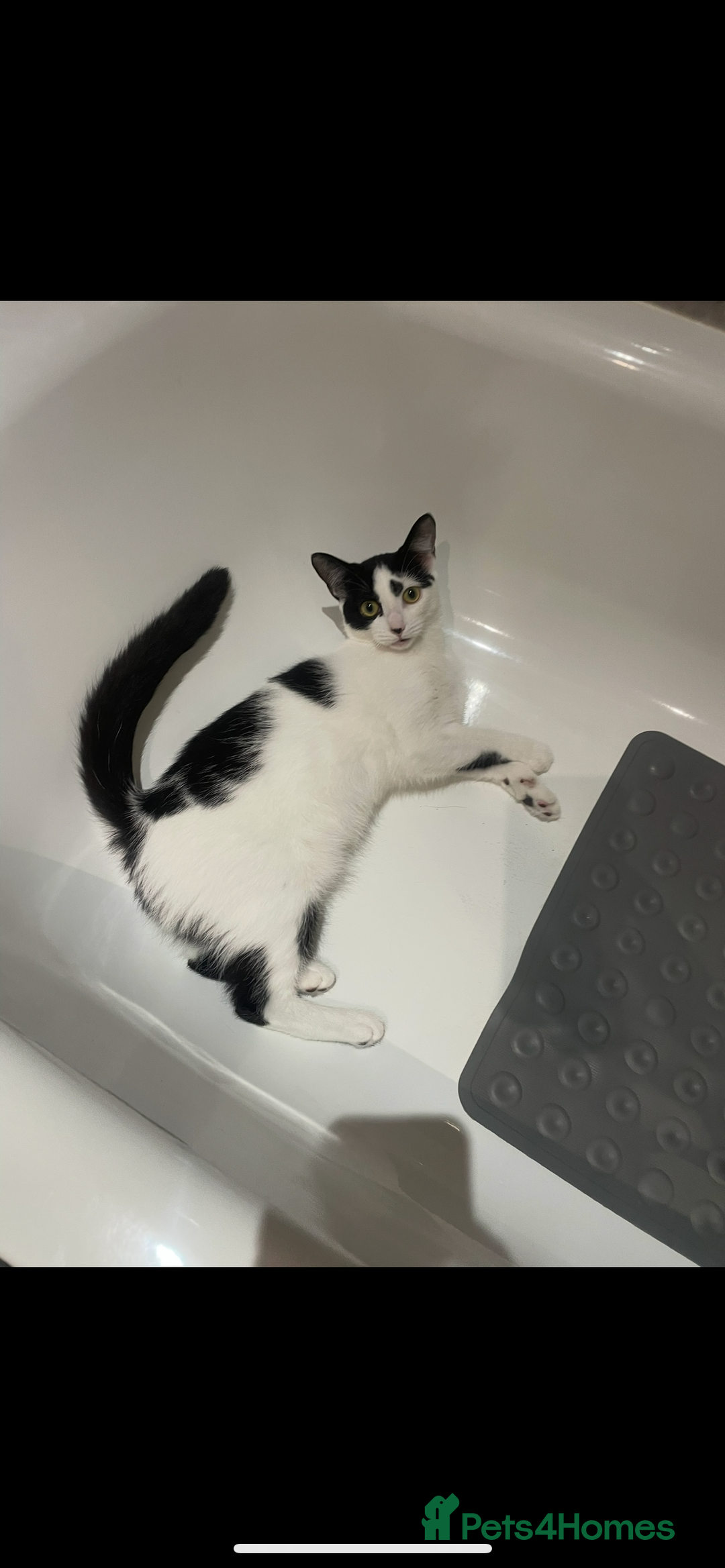 Mixed Breed cats for sale: Dotty, re-homing my indoor cat. £0  - Image 3