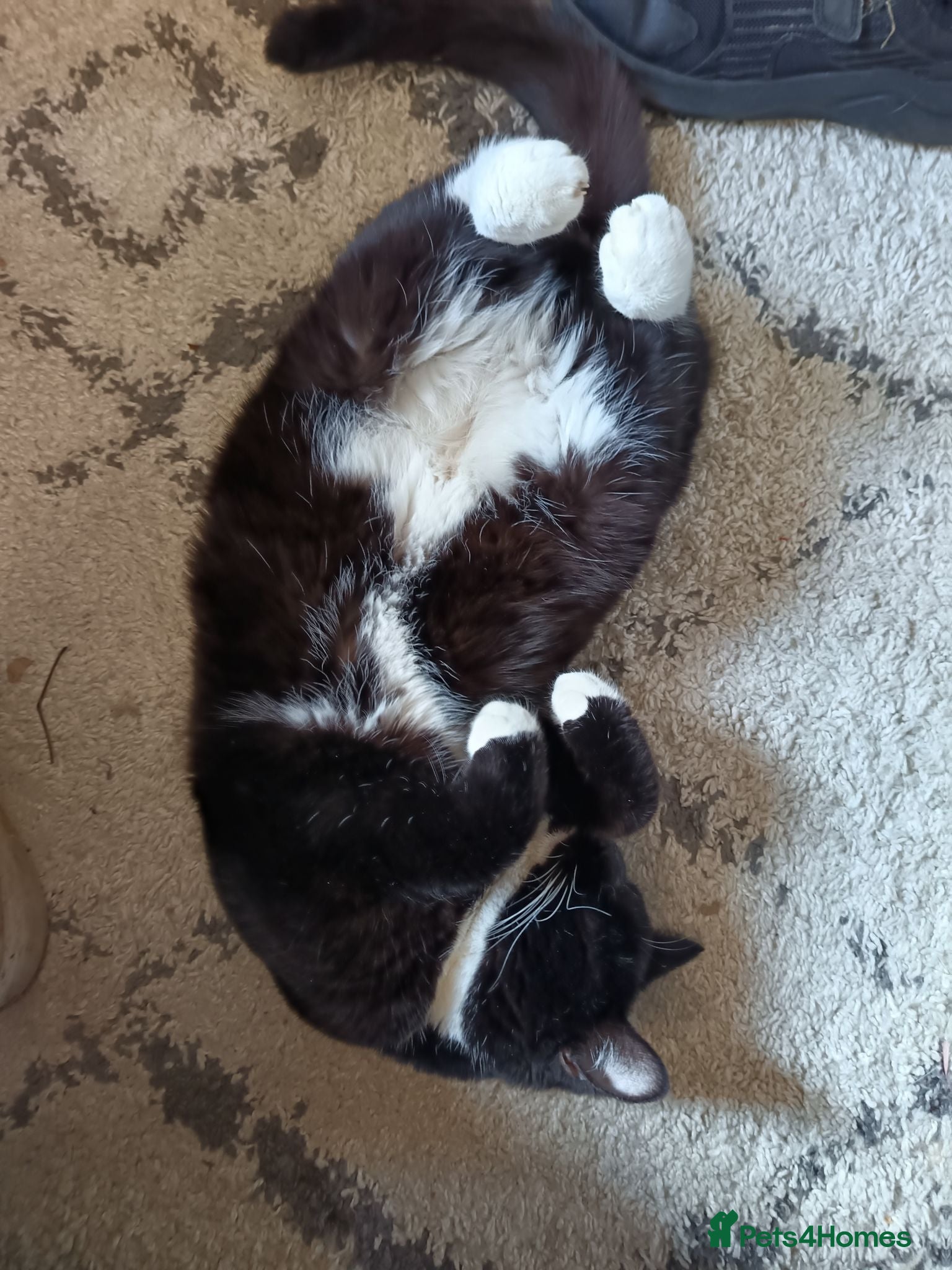 Mixed Breed cats Tuxedo British short hair & brown tabby ragdoll  - Advert 1
