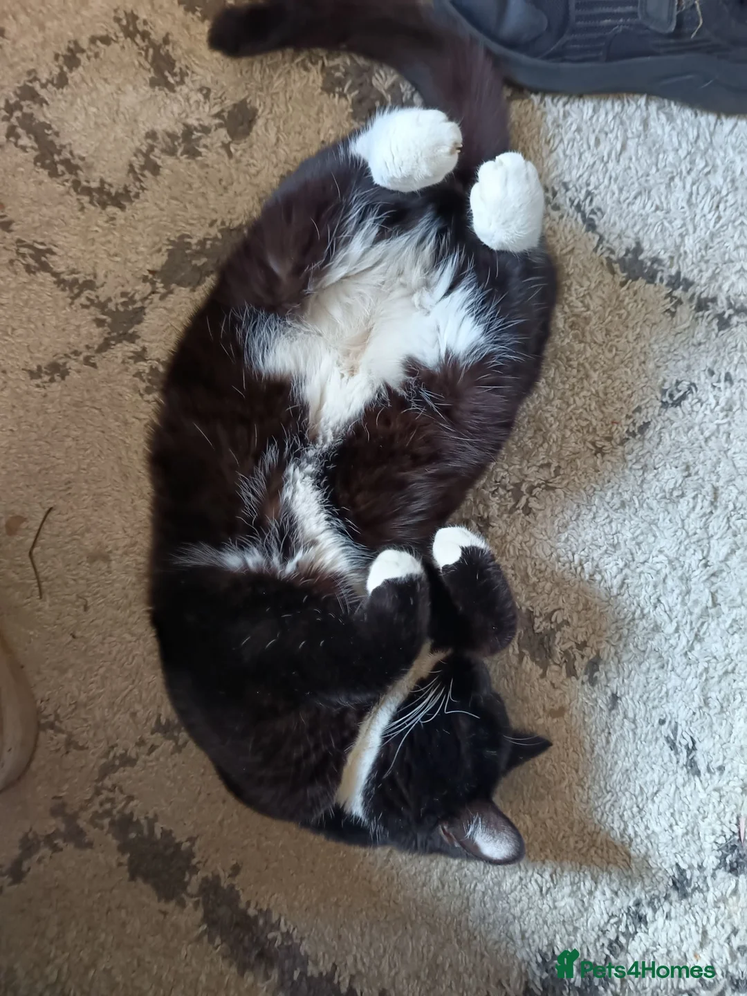 Mixed Breed cats for sale: Tuxedo British short hair & brown tabby ragdoll  - Advert 1