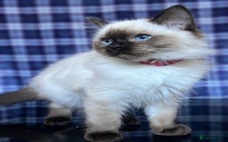 Ragdoll cats for sale: FIFe Registered Ragdoll Kittens Champion Line  - Image 10