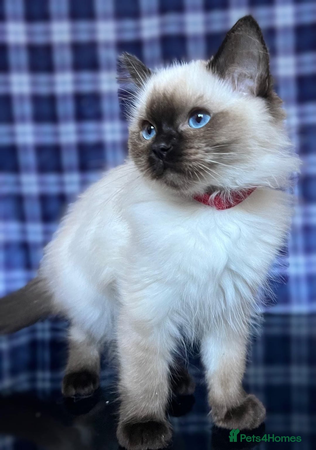 Ragdoll cats for sale: FIFe Registered Ragdoll Kittens Champion Line  - Image 10