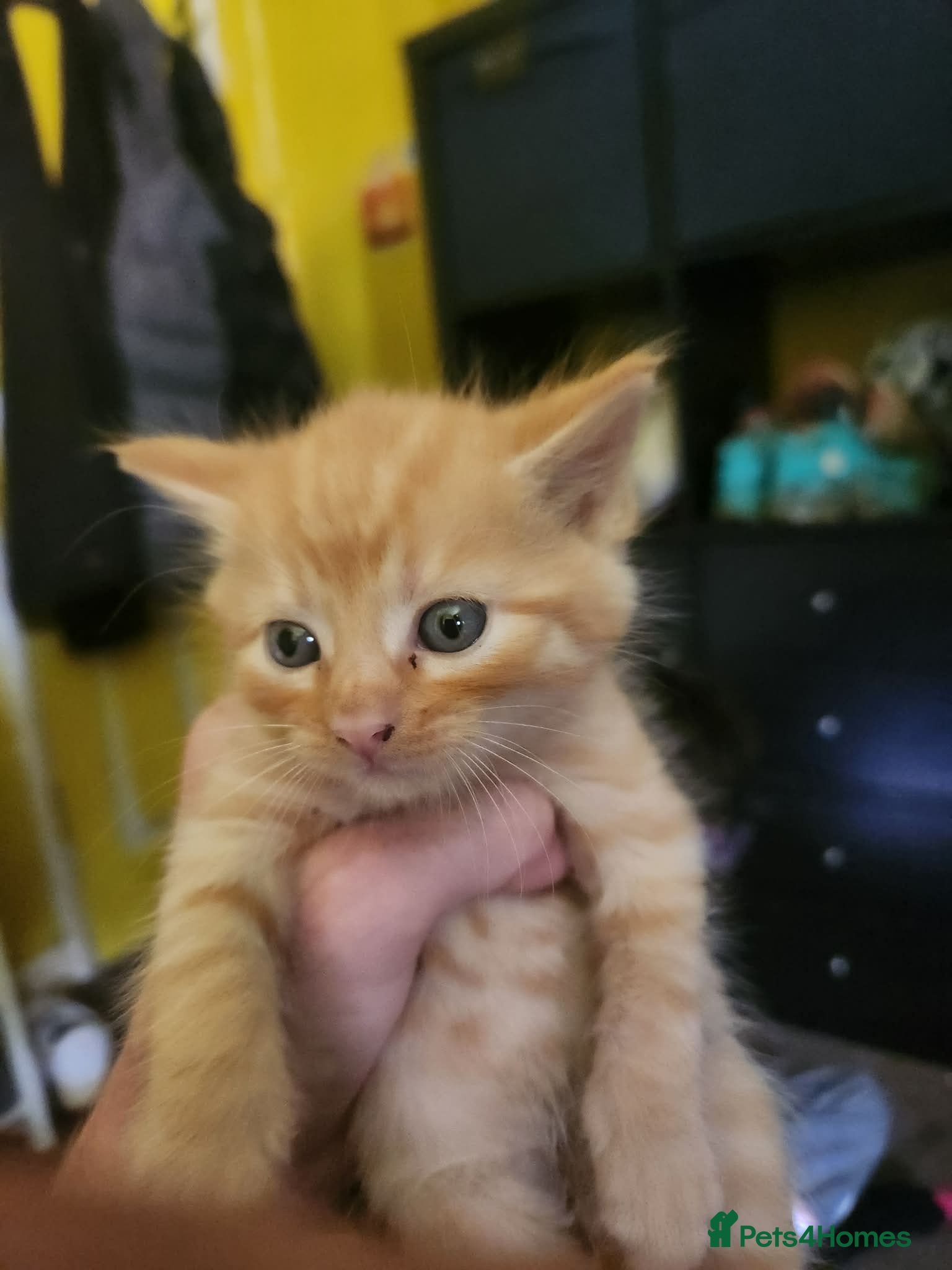 British Shorthair cats 4 beautiful kittens for sale  - Advert 17