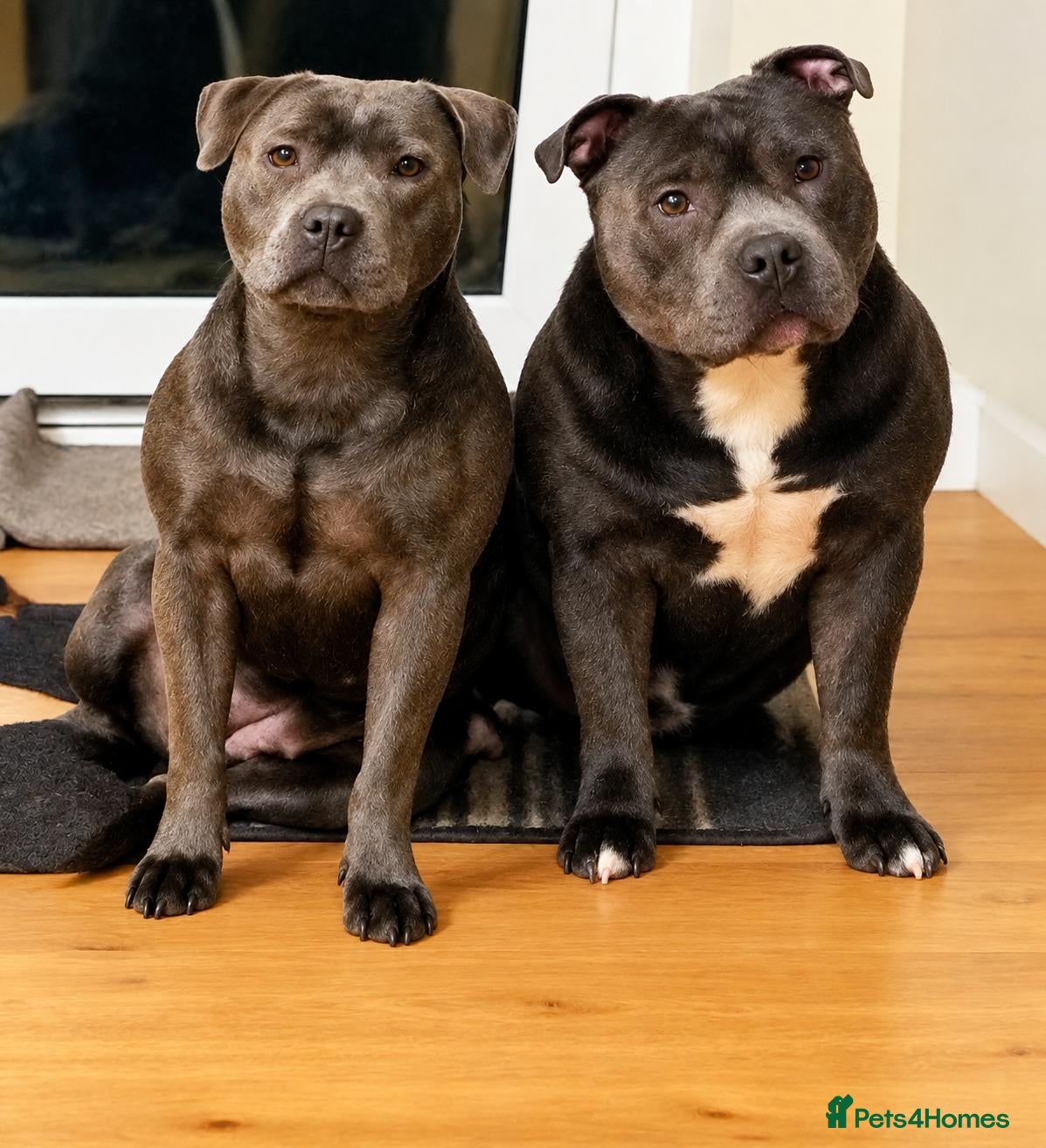 Staffordshire Bull Terrier dogs Beautiful KC Reg Blue Staffordshire bull terriers - Advert 1