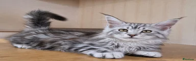 GREY GIRL