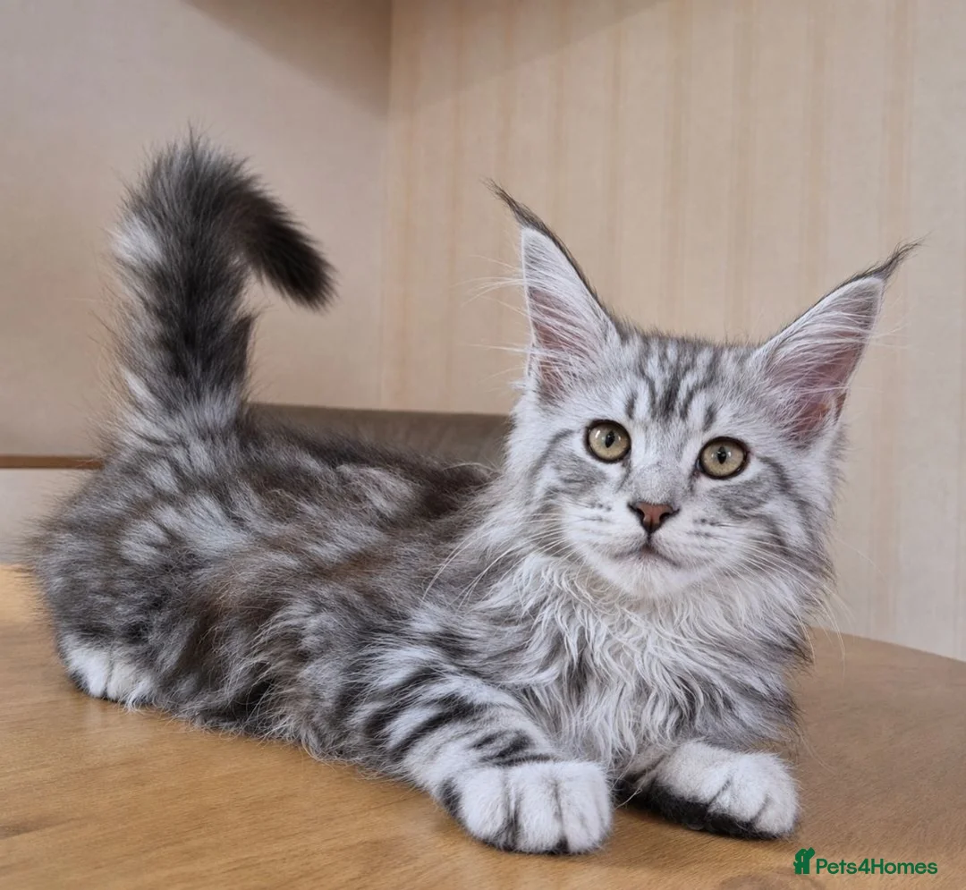 Maine Coon cats for sale: MAINE COON KITTENS in Wigton - Advert 2