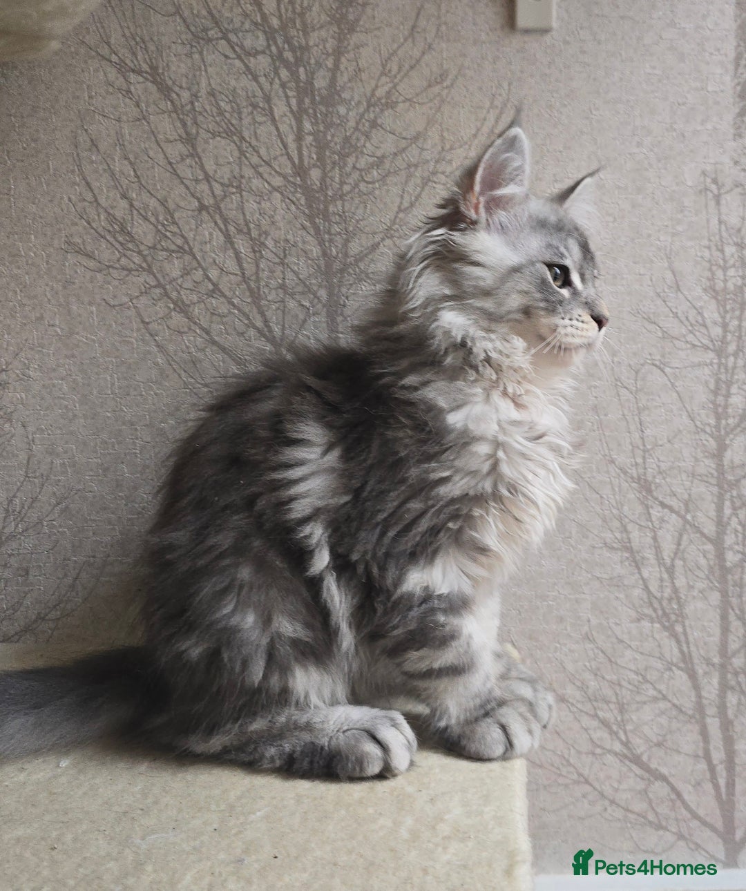 Maine Coon cats for sale: READY NOW Maine Coon Kitten Russian/Shaded lines in Hull - Image 5