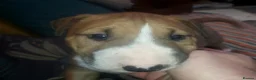 English Bull Terrier dogs for sale: Last remaining male Bull Terrier - Advert 1