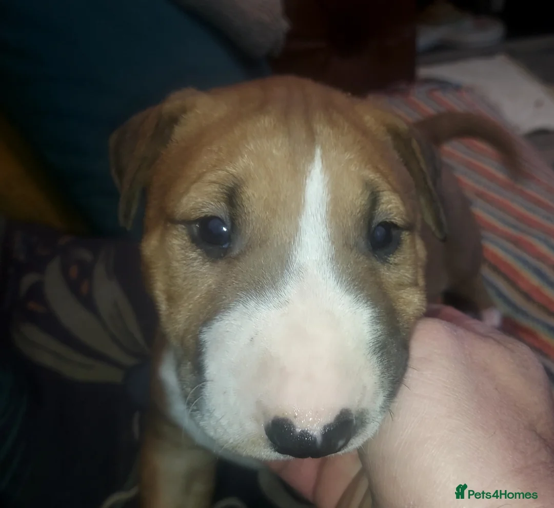 English Bull Terrier dogs for sale: Last remaining male Bull Terrier - Advert 1