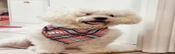 Maltese dogs for sale: Maltes puppies !! - Advert 17