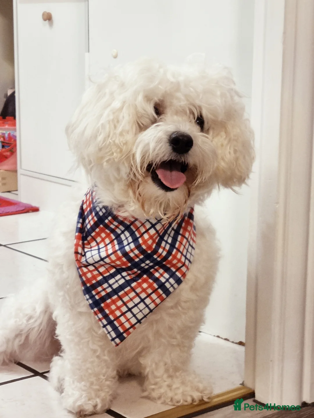 Maltese dogs for sale: Maltes puppies !! - Advert 17