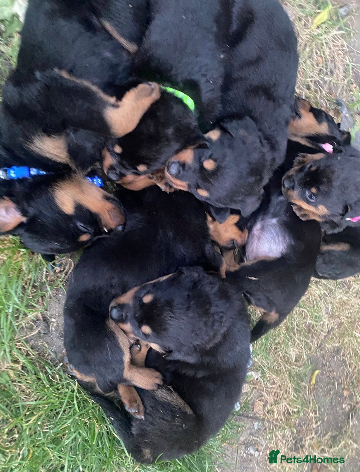Rottweiler dogs Beautiful full bread Rottweiler pups  - Advert 5