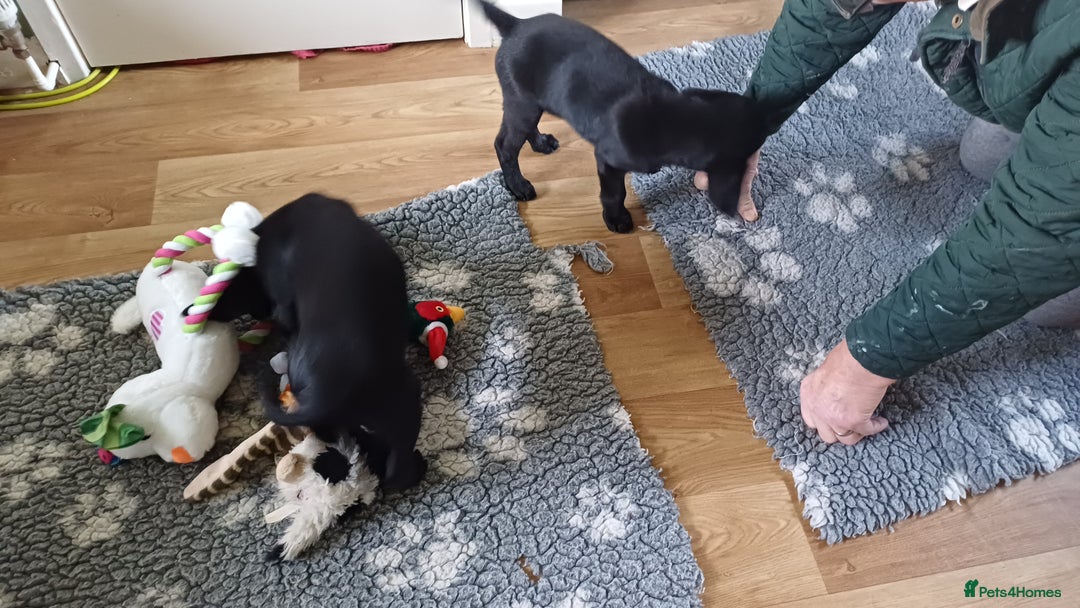 Labrador Retriever dogs for sale: MALE BLACK LABRADOR PUPPY FOR SALE  - Advert 3