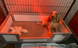 Cocker Spaniel dogs for sale: Cocker Spaniel Puppies For Sale - Advert 1