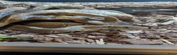 Python Snake reptiles for sale: Male ball python + enclosure (if desired) in Bristol - Advert 4