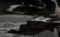 American Shorthair cats for sale: 2 male kittens  - Image 3