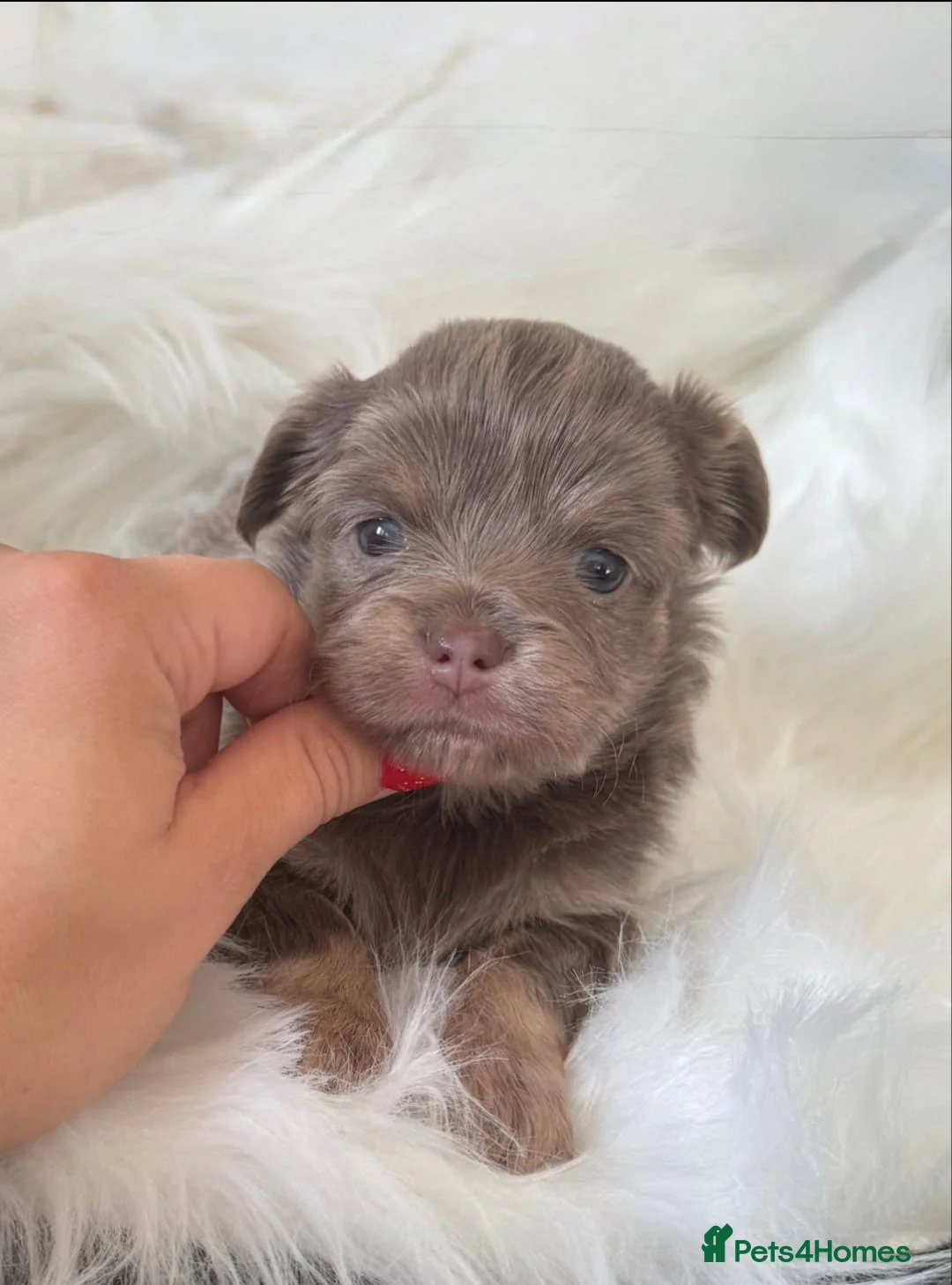 Chihuahua dogs for sale: longhaired Chihuahua puppies Available - Advert 2