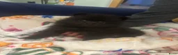 Pomeranian dogs for sale: Stunning Tiny KC Reg Pomeranian Puppies  - Advert 8