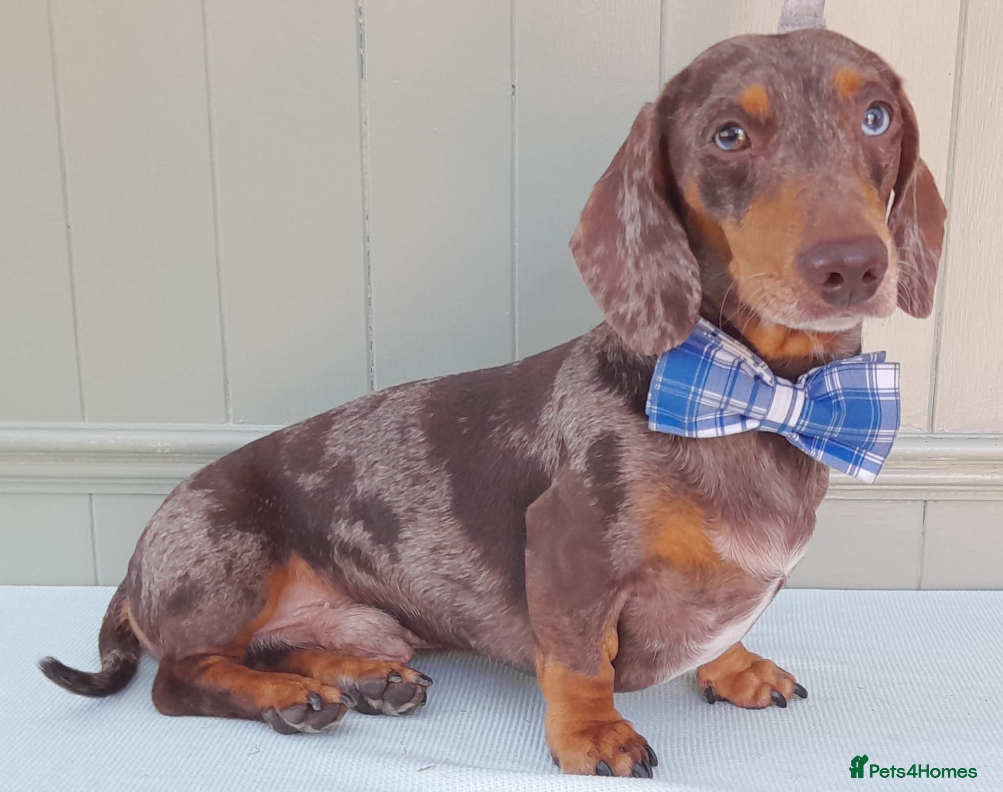 Miniature Dachshund dogs KC Chocolate dapple boy for stud very gentle. in Skegness - Advert 10