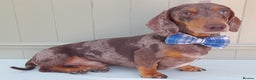 Miniature Dachshund dogs for stud: KC Chocolate dapple boy for stud very gentle. in Skegness - Advert 1