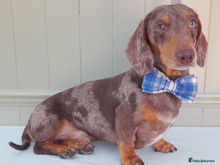 Miniature Dachshund dogs KC Chocolate dapple boy for stud very gentle. in Skegness - Advert 2