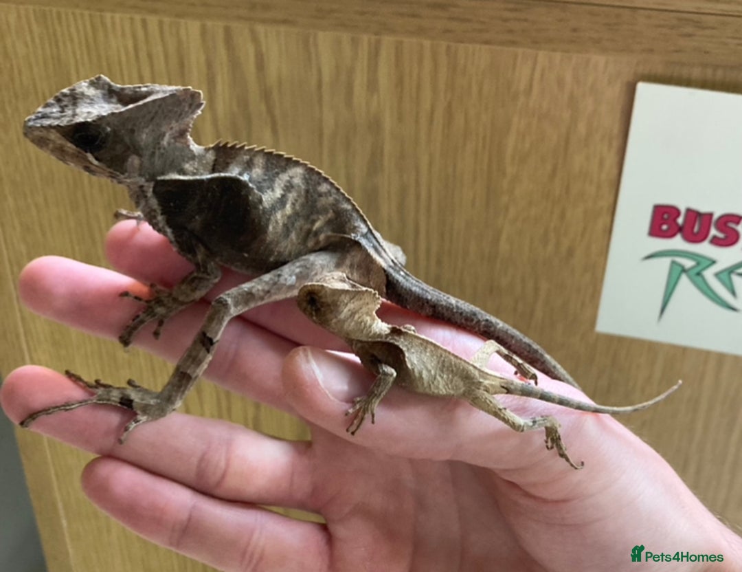 Iguana reptiles for sale: Eastern Casquehead & Hernandez’s Helmeted Iguanas - Image 15