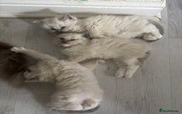 Ragdoll cats for sale: Last two Ragdoll Female kittens for sale  - Image 10