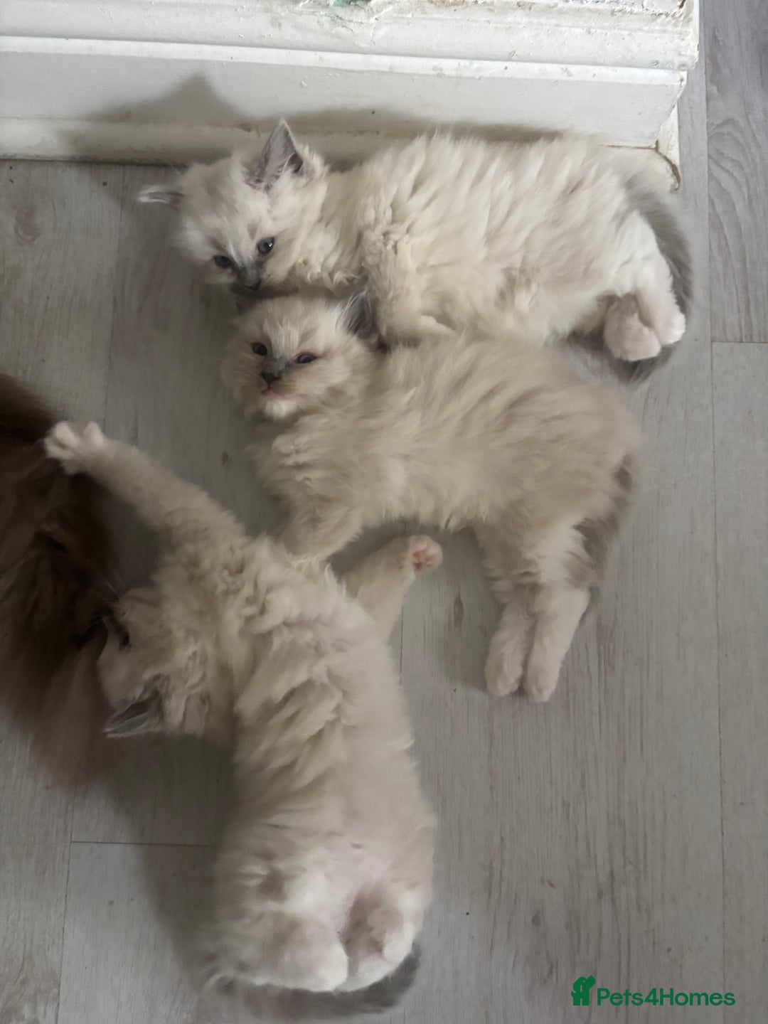 Ragdoll cats for sale: Last two Ragdoll Female kittens for sale  - Image 10