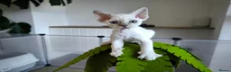 Devon Rex cats for sale: Devon Rex point💙blue eyes💙 - Advert 3