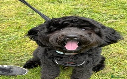 Cockapoo dogs for sale: George - Image 3