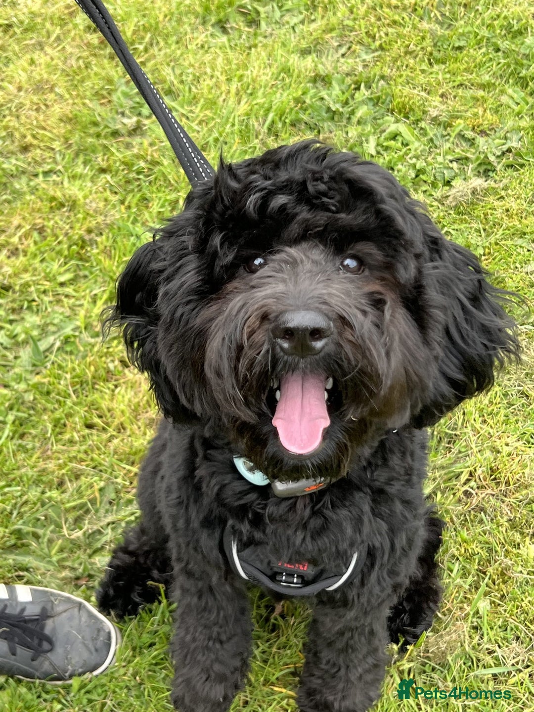 Cockapoo dogs for sale: George - Image 3